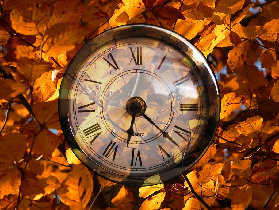 closeup photo of round black wooden-framed analog clock surrounded by orange leaf photography HD wallpaper