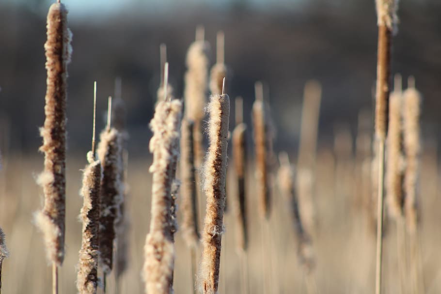 Cattails, Marsh, Plant, Bulrush, nature, frost, close-up, outdoors, HD wallpaper