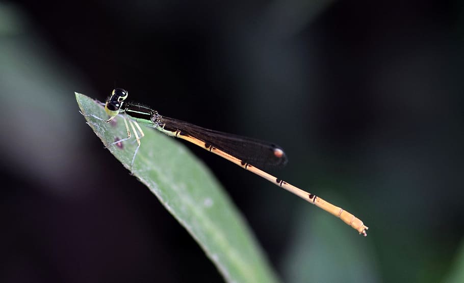 Damselfly, Insect, Winged, insectoid, bug, flying insect, winged insect HD wallpaper