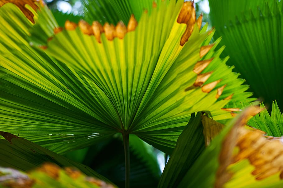 palm, leaves, tree, green, macro, texture, detail, tropical HD wallpaper