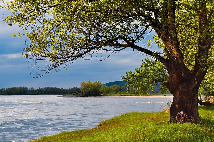 green trees near body of water, river, sunset, night, nature HD wallpaper