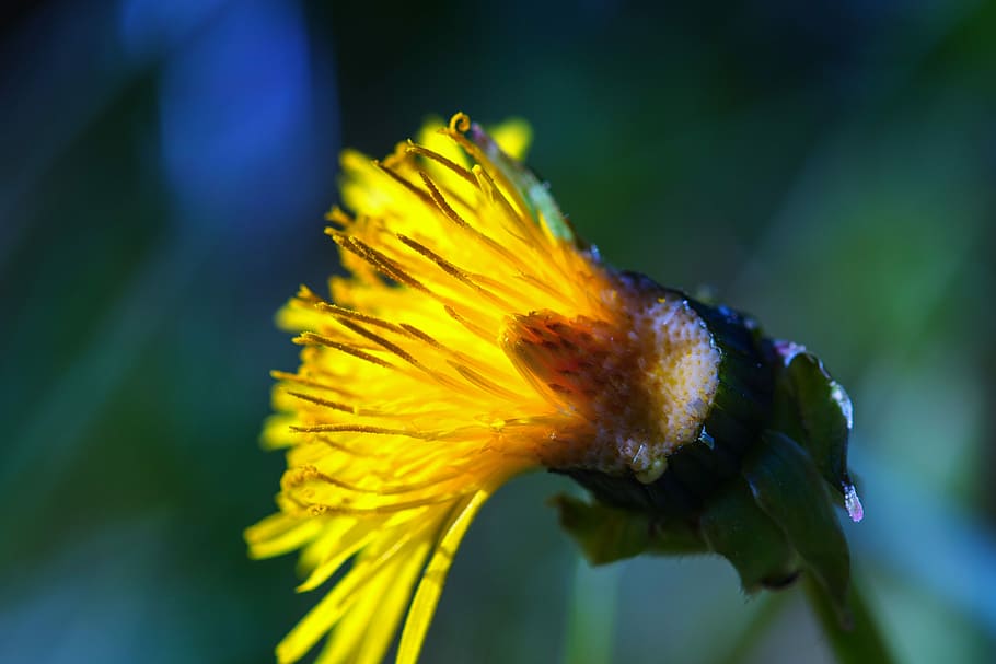 dandelion, flower, spring, nature, plant, spring flower, yellow HD wallpaper