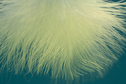 close-up photo of yellow fur, feather, ease, airy, spring dress HD wallpaper