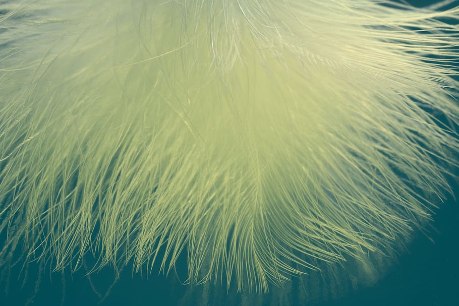 close-up photo of yellow fur, feather, ease, airy, spring dress HD wallpaper