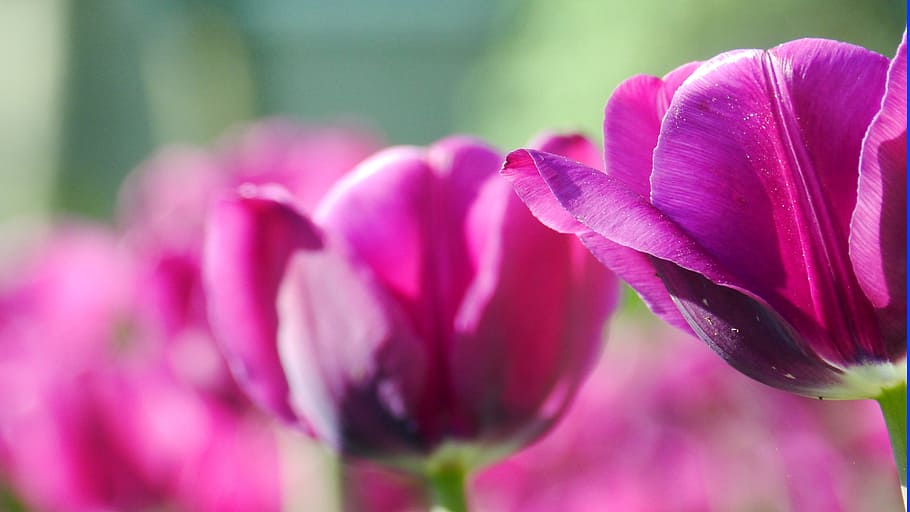 Tulip, Spring, Nature, flower, petal, purple, beauty in nature HD wallpaper