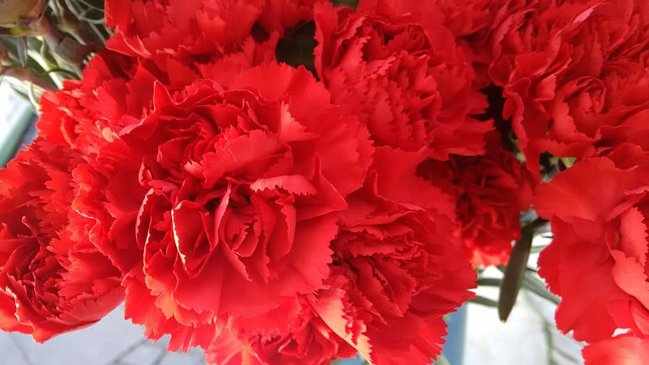 flower, nature, flora, leaf, bright, red, plant, flowering plant HD wallpaper