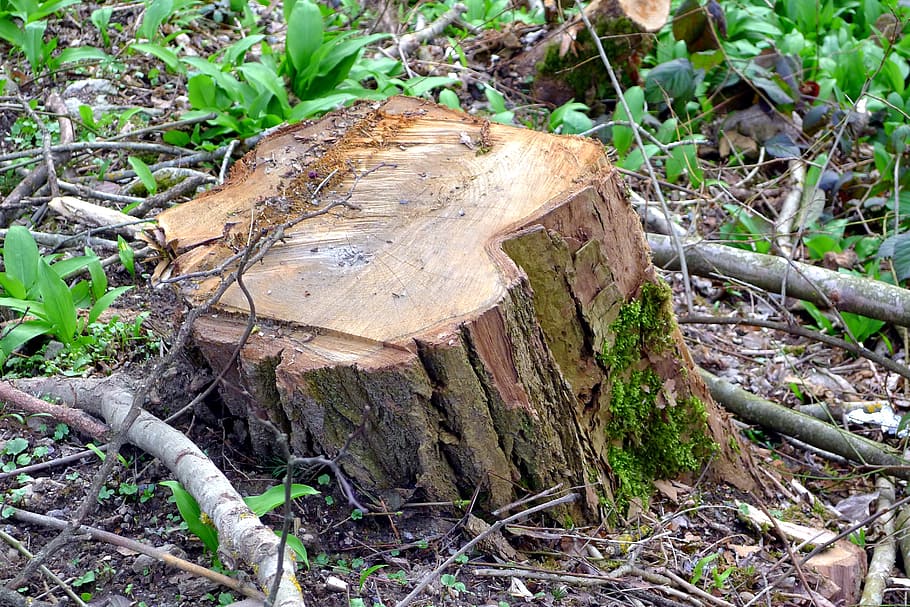 tree, trunk, nature, sawn, log, cut, deforestation, bark, environment HD wallpaper