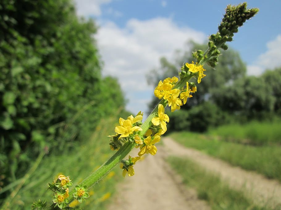 yellow cluster flower in selective focus photography, agrimonia eupatoria, HD wallpaper