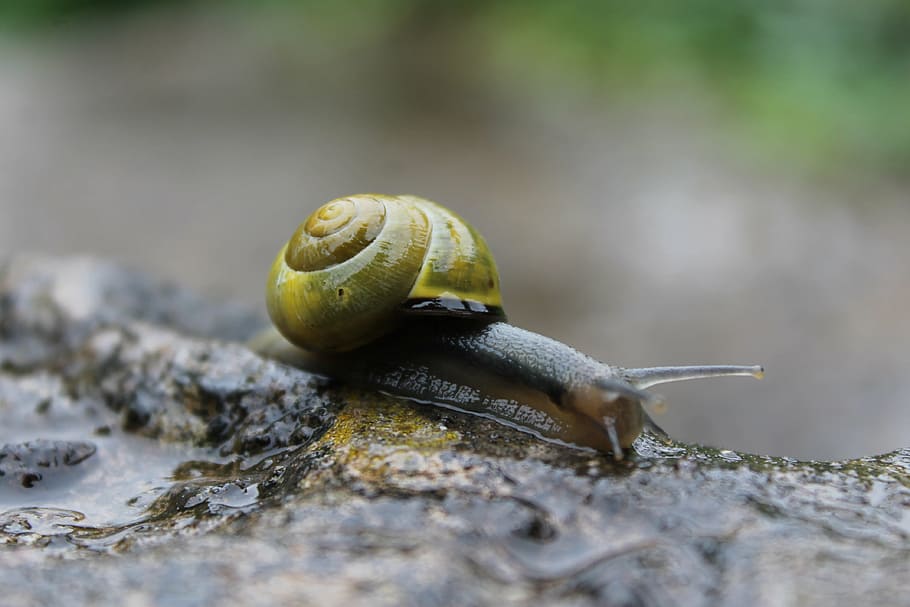 snail, rain, tiny, small, grey, shell, cute, wet, mollusc, one animal HD wallpaper