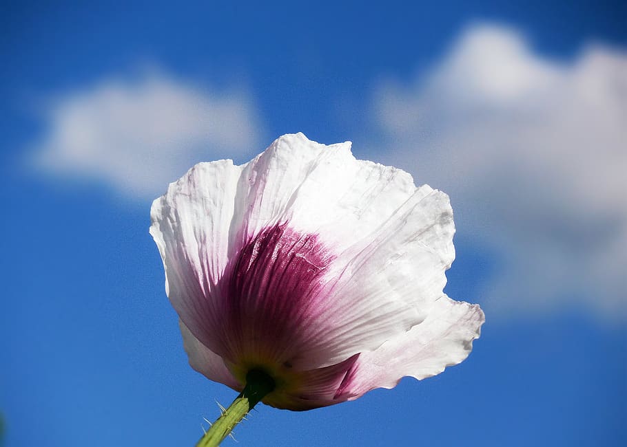 red weed, blue sky, clouds, summer, beauty in nature, flower HD wallpaper