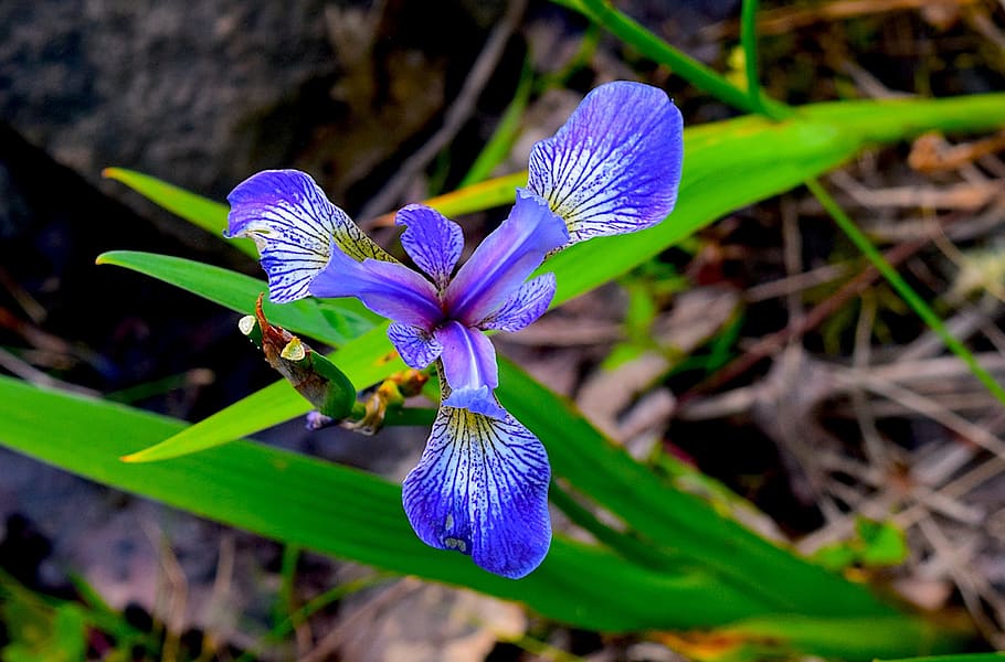 iris, blue, flower, green, nature, spring, plant, color, blooming HD wallpaper