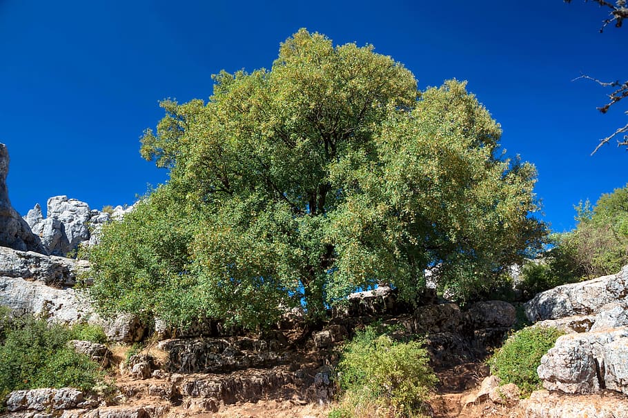 Spain, Landscape, Scenic, Tree, Isolated, rocks, rocky, sky HD wallpaper
