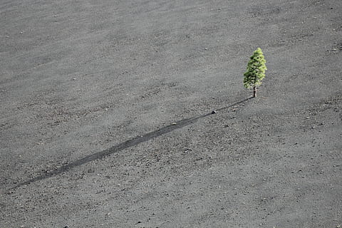 green leafed tree, bird's-eye view of green leafed tree, dry HD wallpaper
