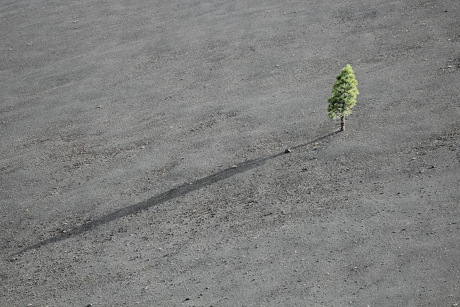 green leafed tree, bird's-eye view of green leafed tree, dry HD wallpaper