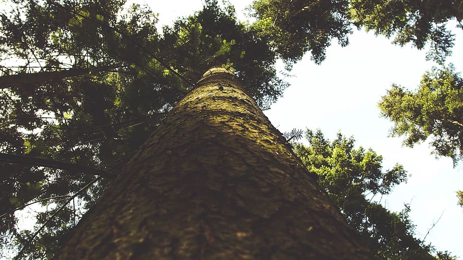 bark, forest, low angle shot, nature, park, tree, plant, low angle view HD wallpaper