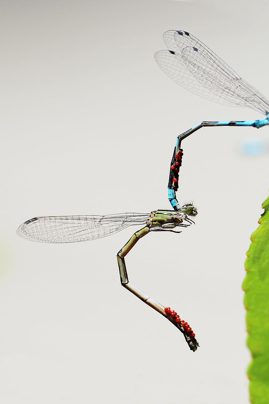 dragonfly, mating, wings, nature, love, chitin, insect, invertebrate HD wallpaper