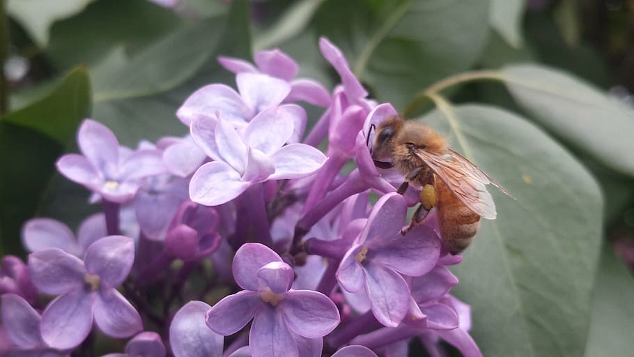 bee, lilac, pollen, insect, nature, flower, plant, close-up HD wallpaper