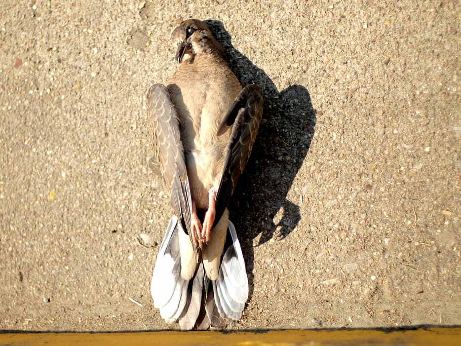 dead bird, dead dove, death, nature, animal, wildlife, beach, HD wallpaper