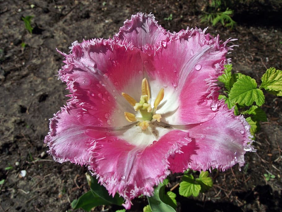 flower, tulip, spring, nature, plant, leaf, garden, flowering plant HD wallpaper