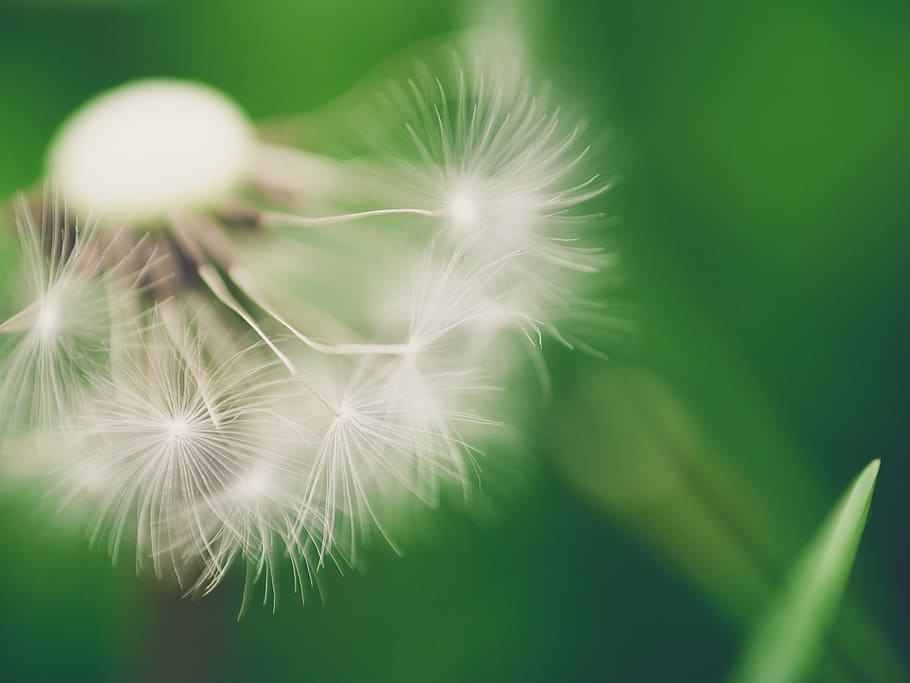 white Dandelion flower in closeup photo, macro, spring, nature HD wallpaper