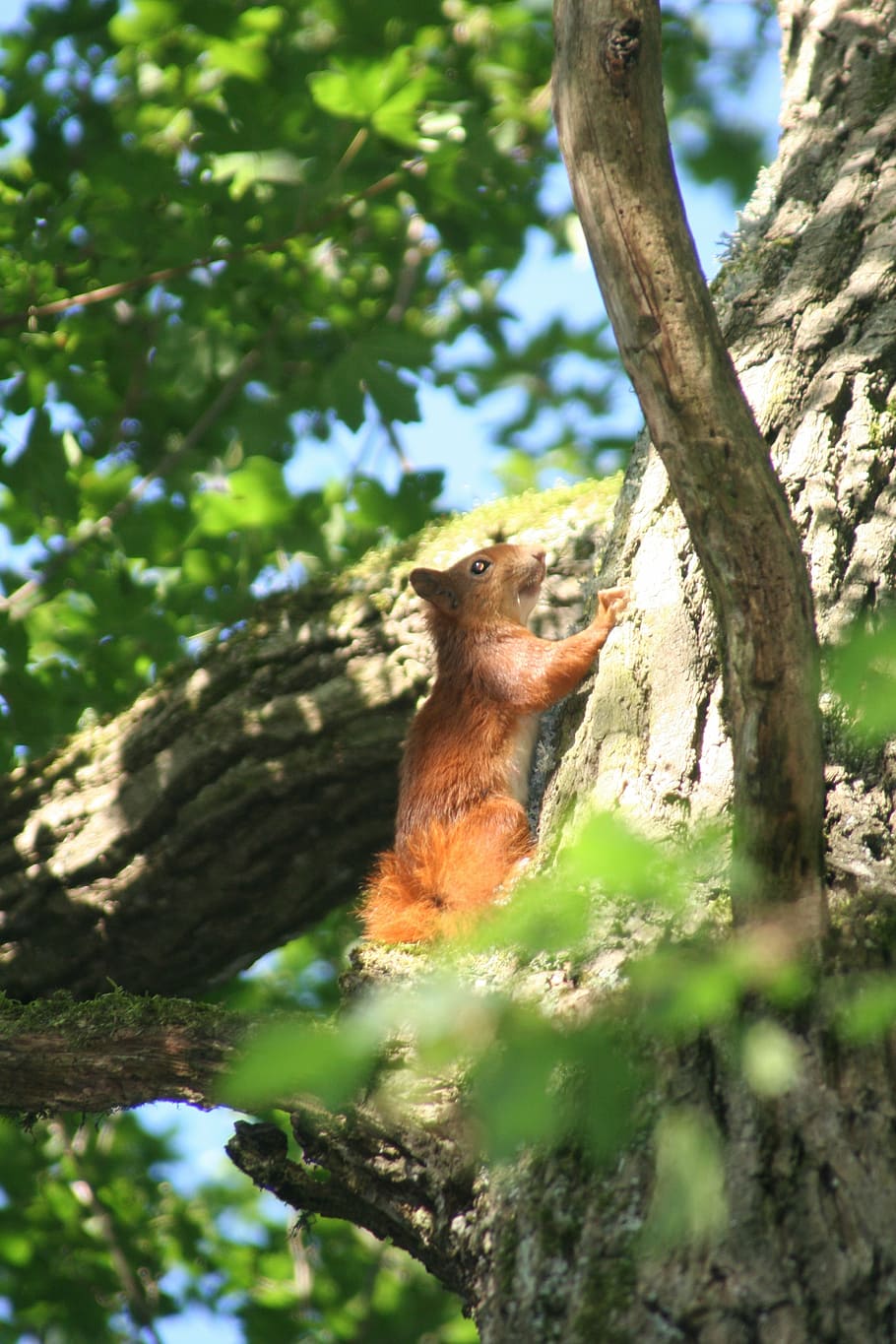 squirrel, tree, forest, animal themes, one animal, plant, mammal HD wallpaper