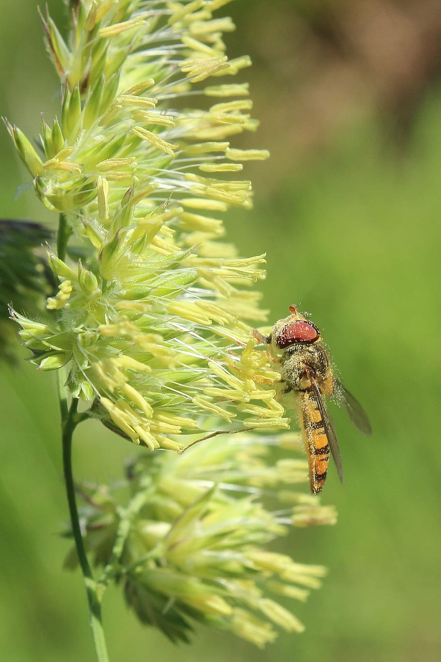 hoverfly, grass, grasses, insect, macro, summer, plant, close HD wallpaper
