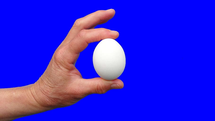 Egg, Hand, chick, blue background, human hand, human body part HD wallpaper