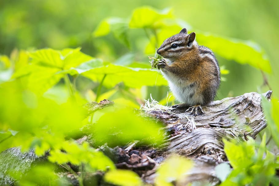 Squirrel on top of tree stem eating grass, chipmunk, log, ground HD wallpaper