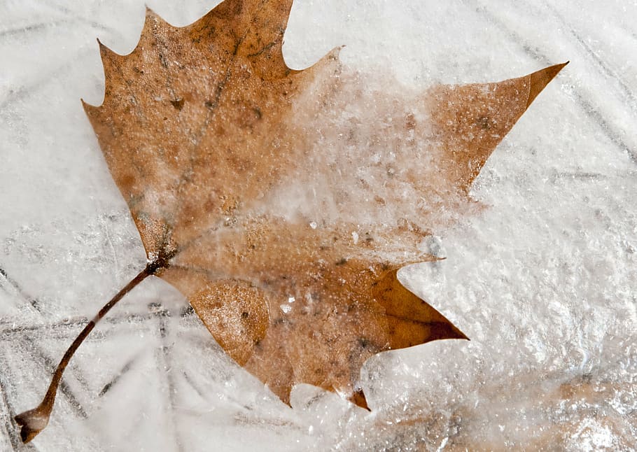 frozen, maple, leaf, winter, nature, cold, ground frost, crystal, HD wallpaper