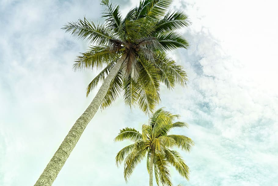 Tree, Nature, Environment, Leaf, green, summer, grass, natural HD wallpaper