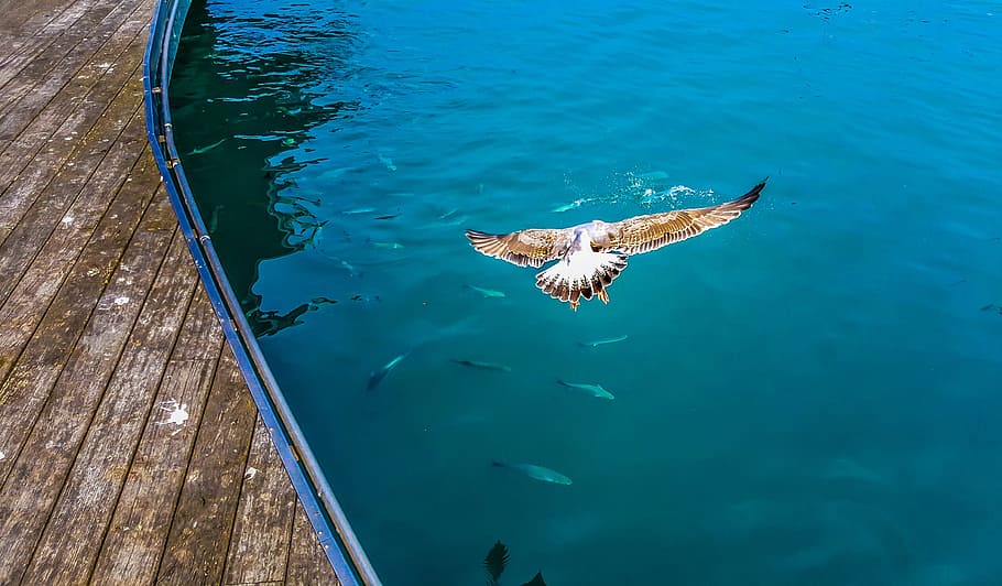 Seagull, Bird, Dive, Hunt, Prey, Eat, fish, school, wings, mediterranean HD wallpaper