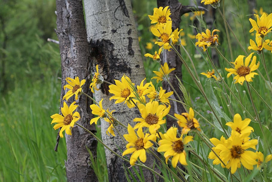 flower, tree, woods, landscape, plant, yellow, flowering plant HD wallpaper