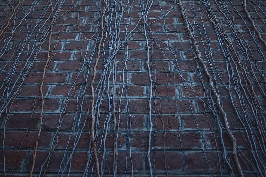 wall, dead wall, dead plants, hdr, old, vintage, nature, dark HD wallpaper