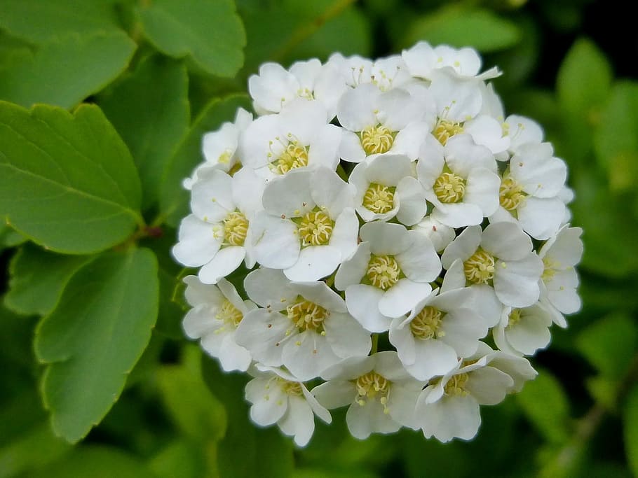 Flower, White, Spring, Petal, tiny, foliage, nature, white color HD wallpaper