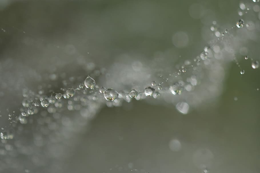 tilt shift lens photo of water dew, bubble, droplets, spiderweb HD wallpaper