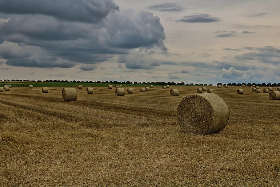 field, straw bales, harvest, harvested, stubble, round bales, HD wallpaper
