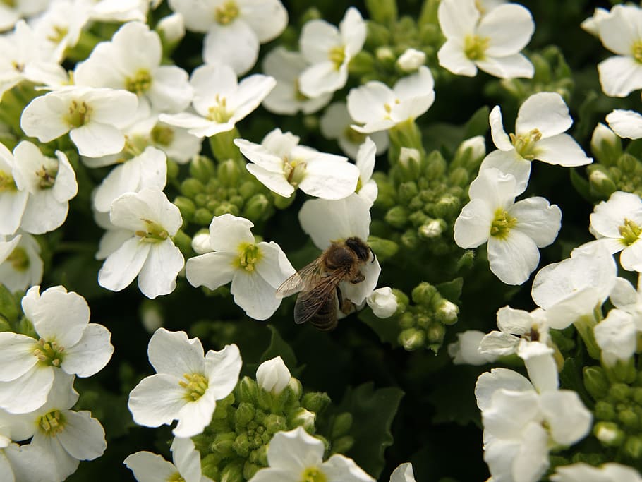 bee, flower, insect, pollination, garden, macro, spring, nature HD wallpaper