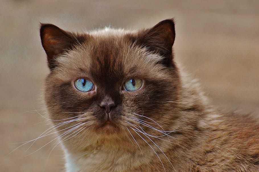 brown cat, British Shorthair, Blue Eye, mieze, fur, beige, sweet, HD wallpaper