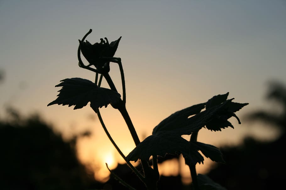 Leaves, Lobed, Vine, Grape, Silhouette, serrated, branch, sky HD wallpaper