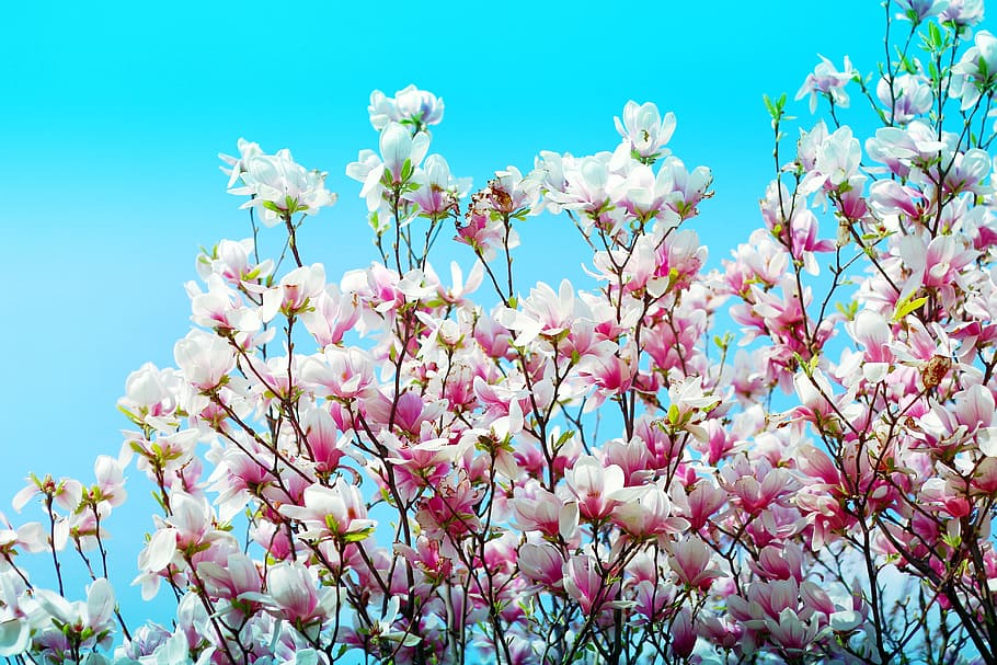blossom, sky, spring, flower, flowering plant, beauty in nature HD wallpaper