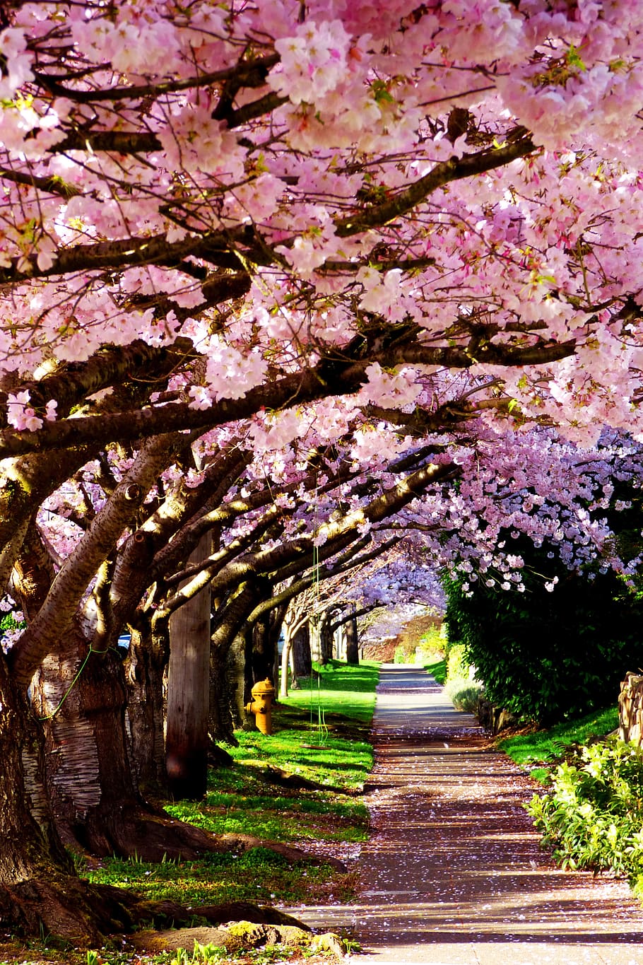 empty road under pink Cherry Blossom trees at daytime, blossoms HD wallpaper
