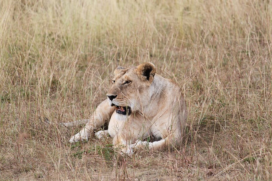 Africa, Lioness, Safari, Wildlife, kenya, tanzania, seringeti, HD wallpaper