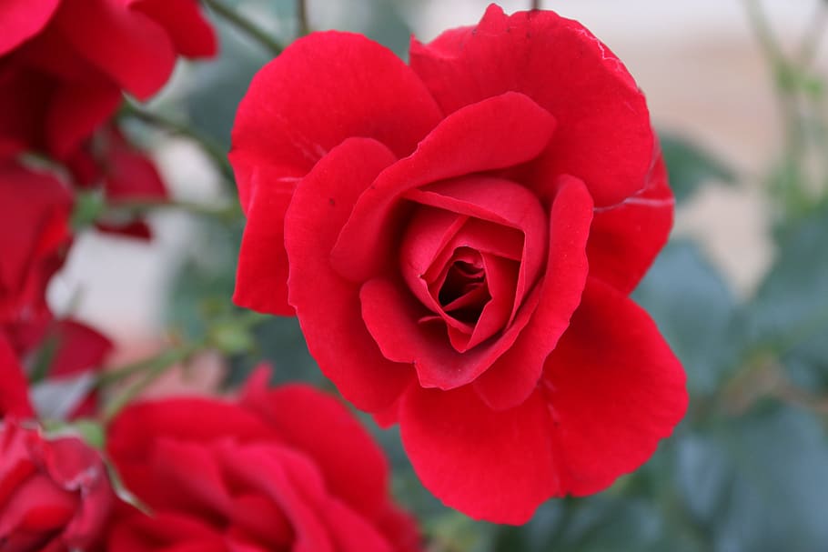 Flower, Red Rose, Macro, Garden, plant, nature, beautiful, close HD wallpaper