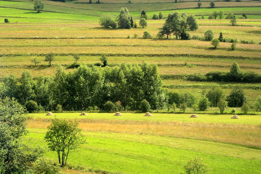 green leafed trees beside grass field, landscape, fields, figure HD wallpaper