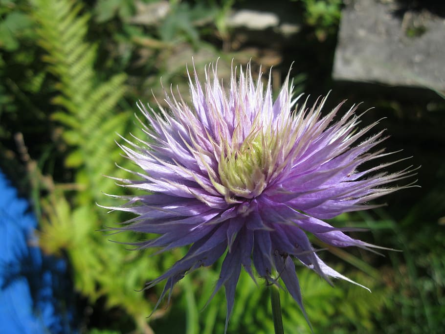 Clematis, Shines, In Bloom, purple, flower, thistle, day, no people HD wallpaper