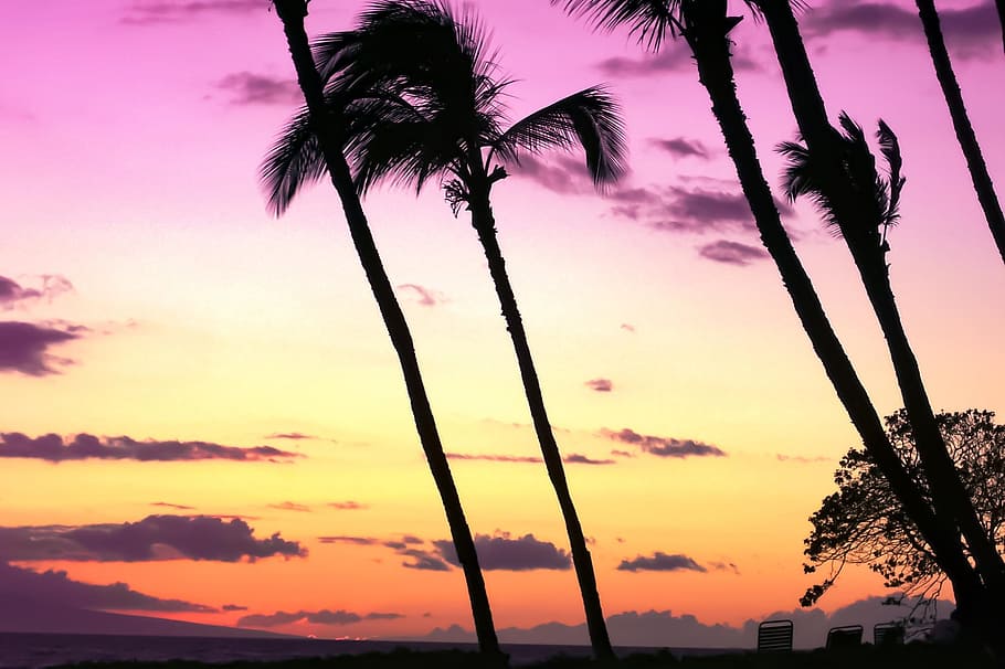 silhouette of trees, sunset, beach, hawaii, palm, palm trees HD wallpaper