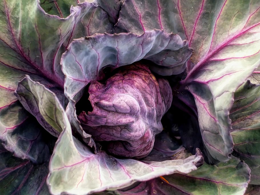 vegetable, nature, leaf, fresh, close-up, freshness, plant HD wallpaper