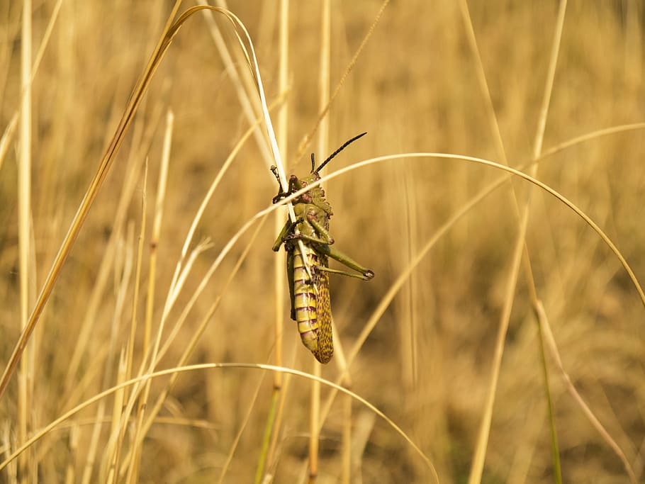 locust, insect, grasshopper, pest, agriculture, bug, nature HD wallpaper