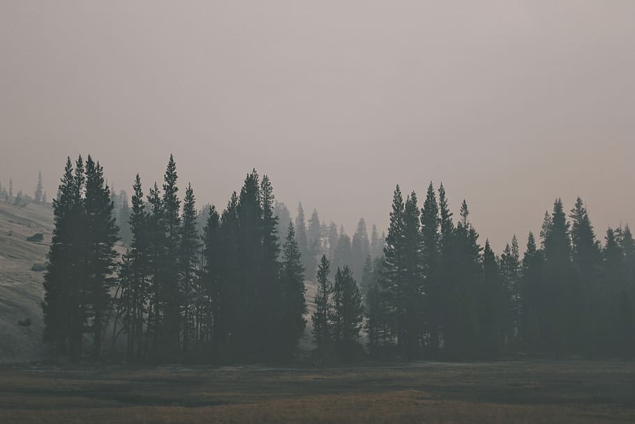 trees near mountain, gray trees surrounded by fog, nature, landscape HD wallpaper