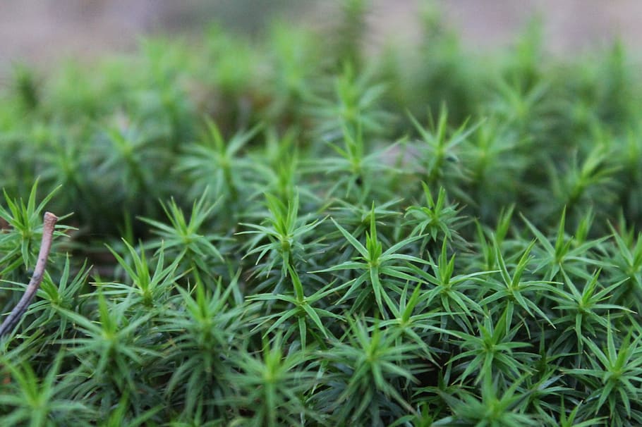plants, moss, forest green, spring, green color, growth, nature HD wallpaper